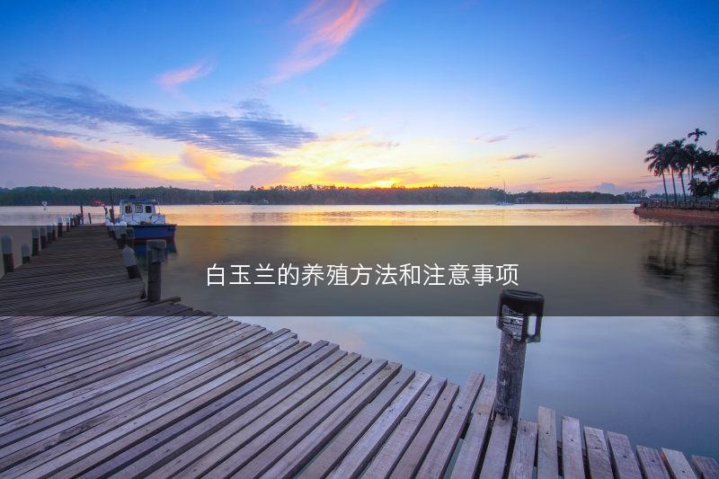 白玉兰的养殖方法和注意事项(图1) 白玉兰的养殖方法和注意事项(图1)