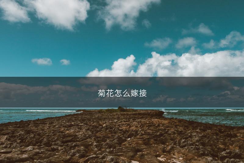 菊花怎么嫁接(图1)