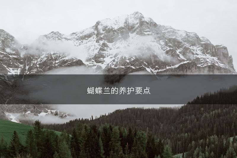 蝴蝶兰的养护要点(图1)