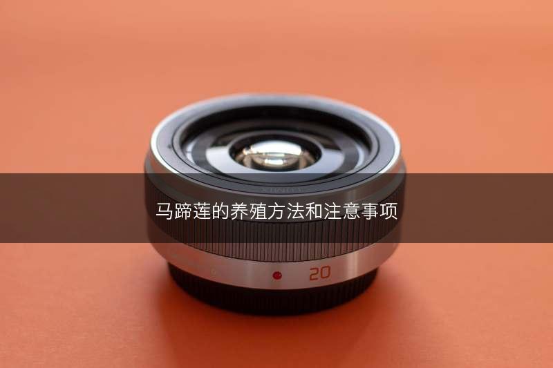 马蹄莲的养殖方法和注意事项(图1)