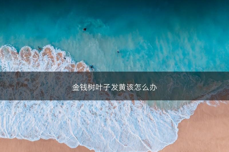 金钱树叶子发黄该怎么办(图1) 金钱树叶子发黄该怎么办(图1)