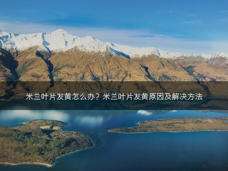 米兰叶片发黄怎么办?米兰叶片发黄原因及解决方法(图1) 米兰叶片发黄怎么办?米兰叶片发黄原因及解决方法(图1)