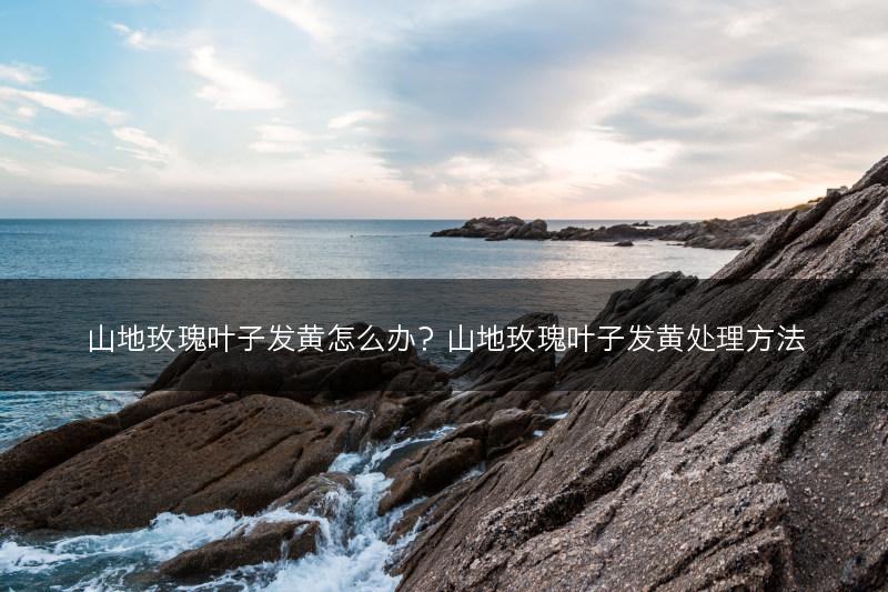 山地玫瑰叶子发黄怎么办?山地玫瑰叶子发黄处理方法(图1) 山地玫瑰叶子发黄怎么办?山地玫瑰叶子发黄处理方法(图1)