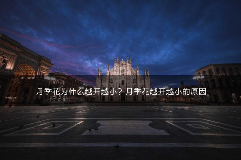 月季花为什么越开越小？月季花越开越小的原因(图1)