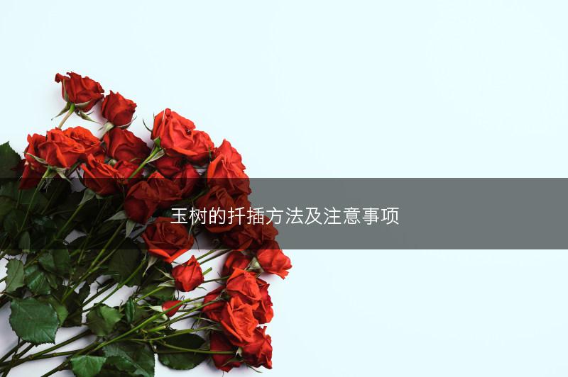 玉树的扦插方法及注意事项(图1)