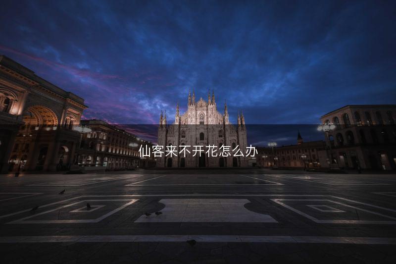 仙客来不开花怎么办(图1) 仙客来不开花怎么办(图1)