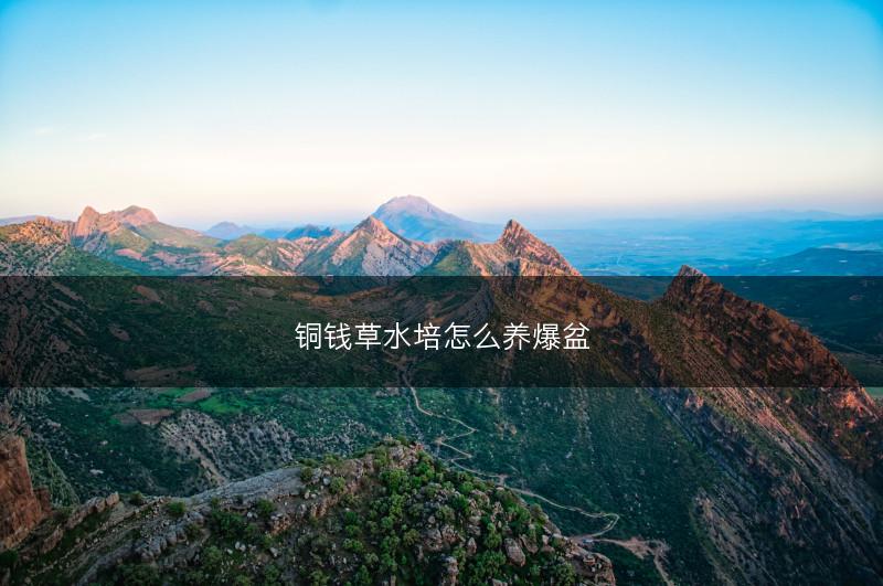 铜钱草水培怎么养爆盆(图1) 铜钱草水培怎么养爆盆(图1)