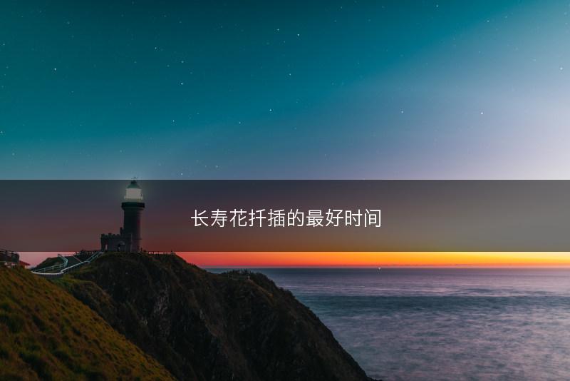 长寿花扦插的最好时间(图1)