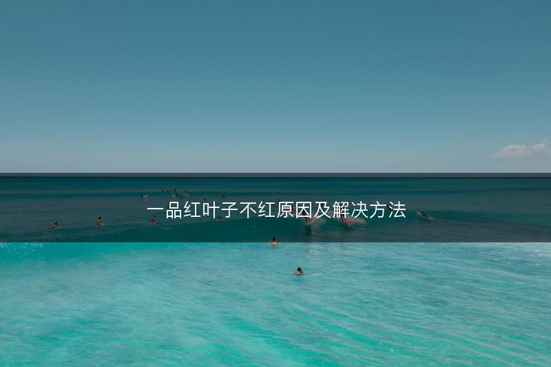 一品红叶子不红原因及解决方法(图1)