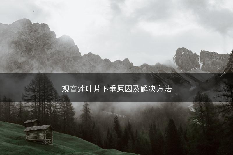 观音莲叶片下垂原因及解决方法(图1)