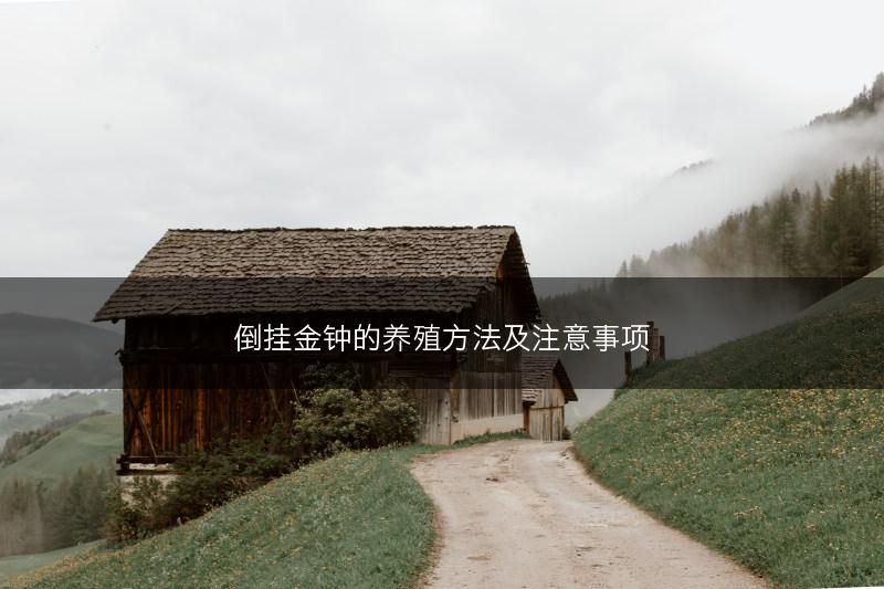 倒挂金钟的养殖方法及注意事项(图1)