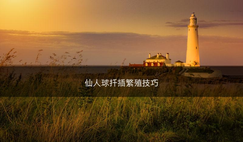 仙人球扦插繁殖技巧(图1) 仙人球扦插繁殖技巧(图1)