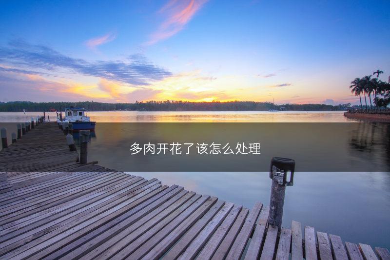 多肉开花了该怎么处理(图1) 多肉开花了该怎么处理(图1)