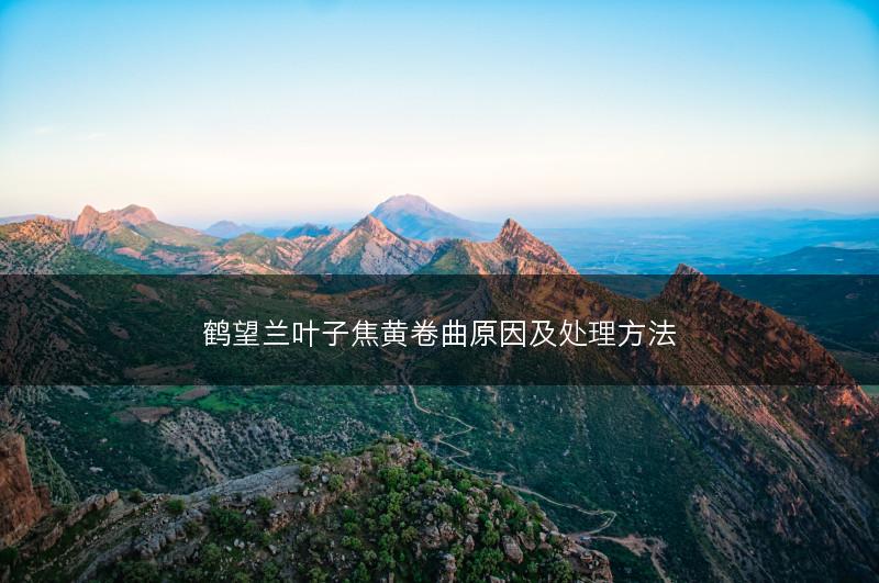 鹤望兰叶子焦黄卷曲原因及处理方法(图1) 鹤望兰叶子焦黄卷曲原因及处理方法(图1)