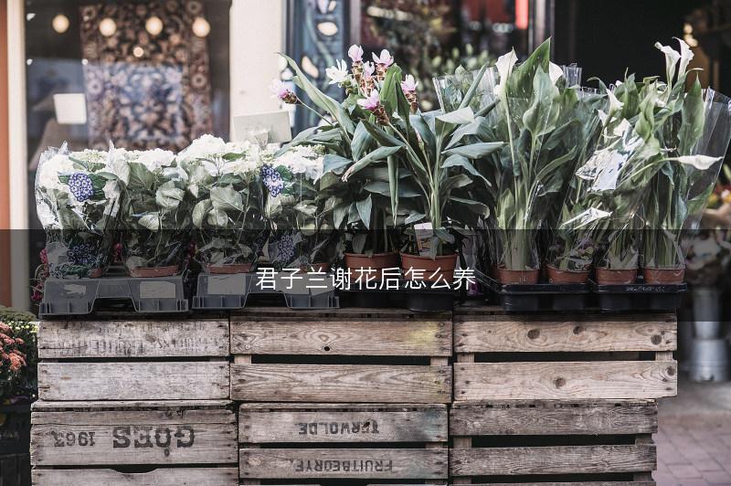 君子兰谢花后怎么养(图1)