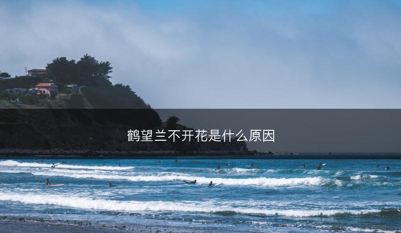 鹤望兰不开花是什么原因(图1)