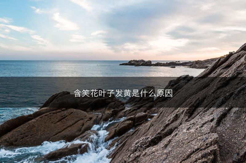 含笑花叶子发黄是什么原因(图1)