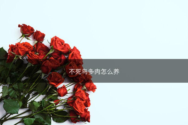 不死鸟多肉怎么养(图1) 不死鸟多肉怎么养(图1)