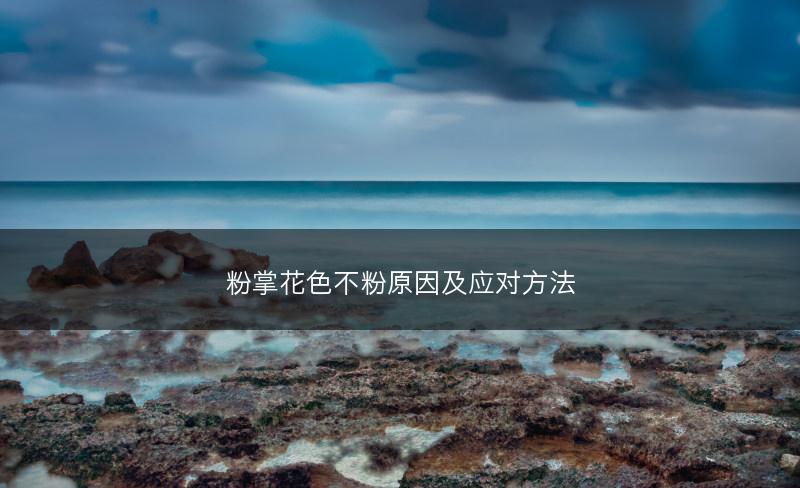 粉掌花色不粉原因及应对方法(图1) 粉掌花色不粉原因及应对方法(图1)