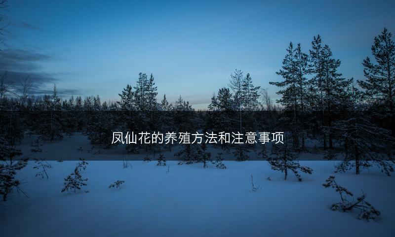 凤仙花的养殖方法和注意事项(图1) 凤仙花的养殖方法和注意事项(图1)