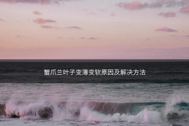 蟹爪兰叶子变薄变软原因及解决方法(图1)