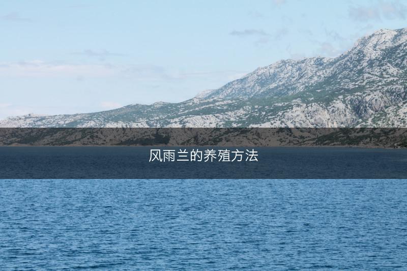 风雨兰的养殖方法(图1) 风雨兰的养殖方法(图1)