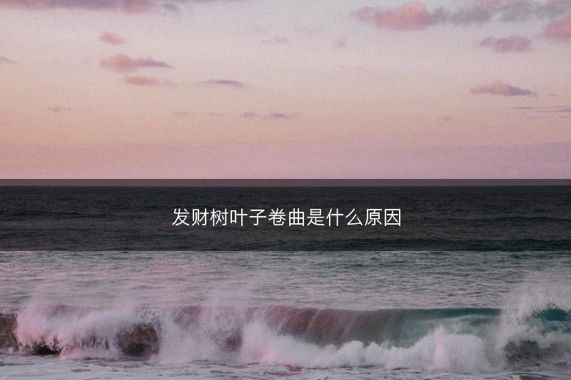 发财树叶子卷曲是什么原因(图1)