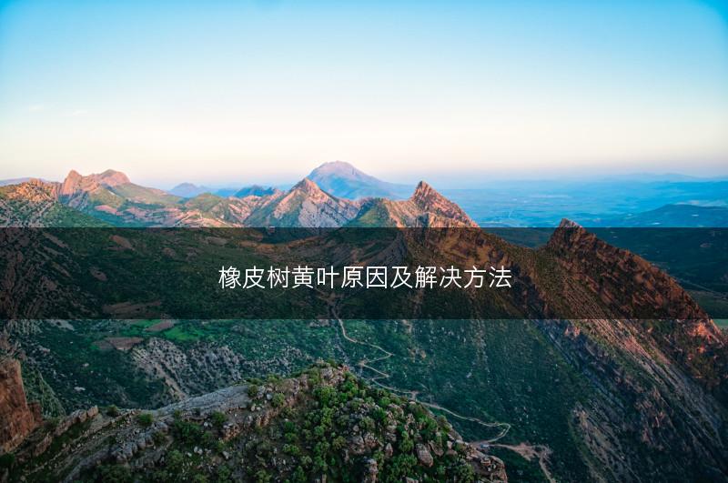 橡皮树黄叶原因及解决方法(图1) 橡皮树黄叶原因及解决方法(图1)