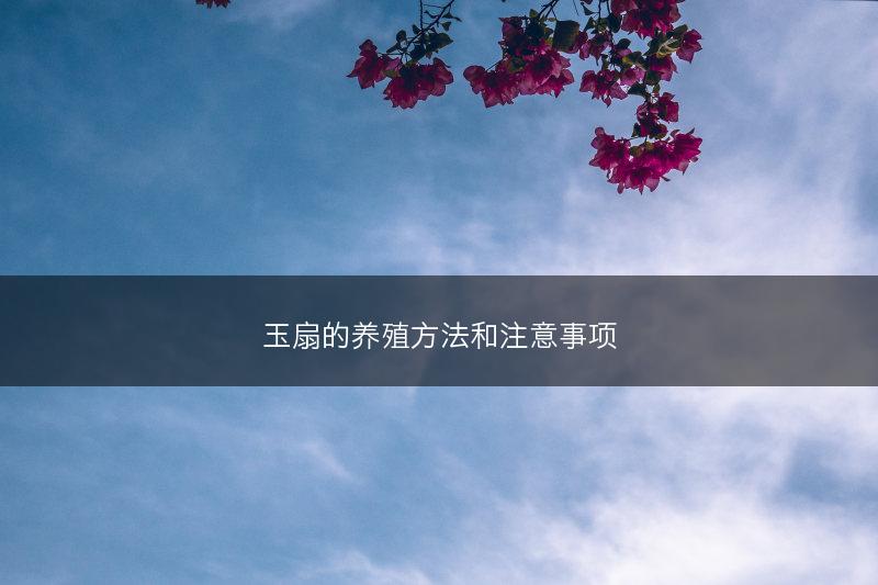 玉扇的养殖方法和注意事项(图1) 玉扇的养殖方法和注意事项(图1)