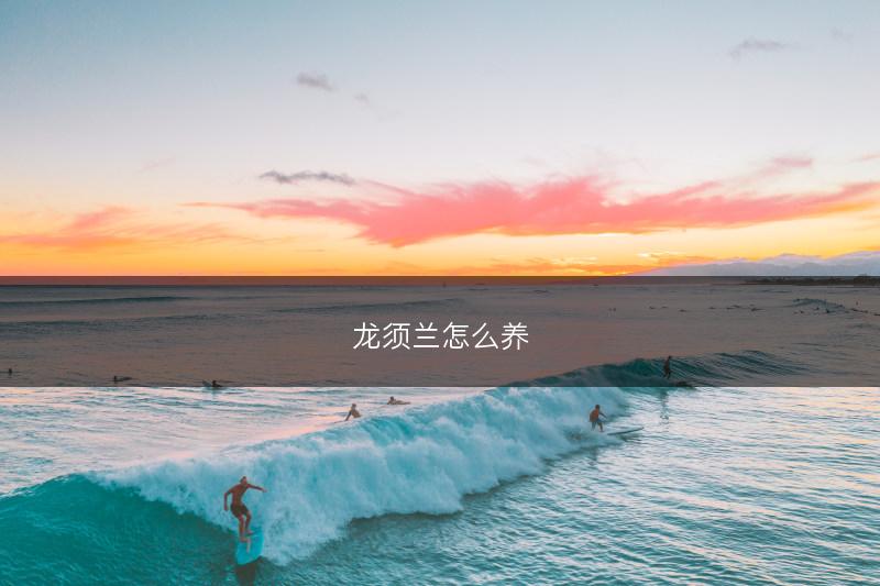 龙须兰怎么养(图1) 龙须兰怎么养(图1)