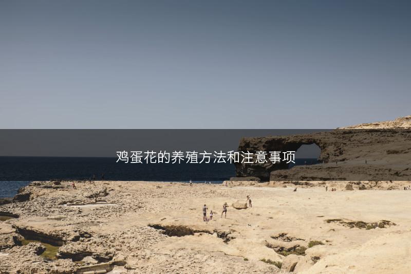 鸡蛋花的养殖方法和注意事项(图1) 鸡蛋花的养殖方法和注意事项(图1)