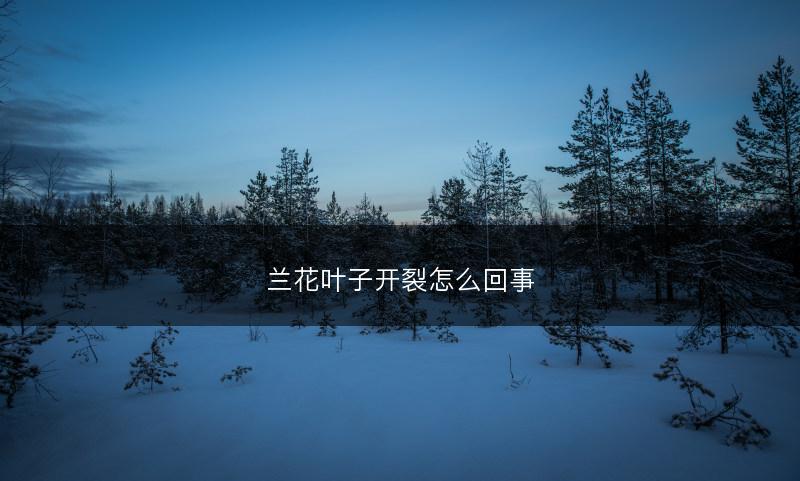 兰花叶子开裂怎么回事(图1)