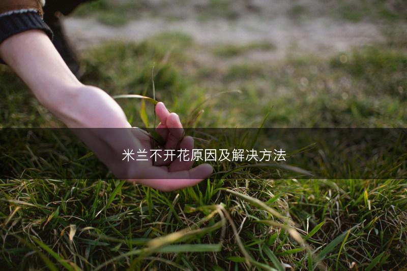 米兰不开花原因及解决方法(图1) 米兰不开花原因及解决方法(图1)