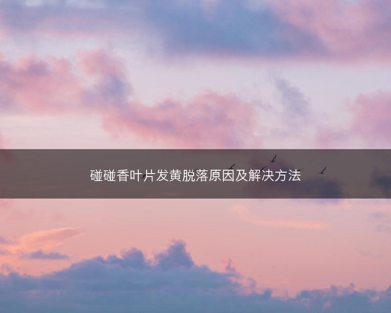 碰碰香叶片发黄脱落原因及解决方法(图1) 碰碰香叶片发黄脱落原因及解决方法(图1)