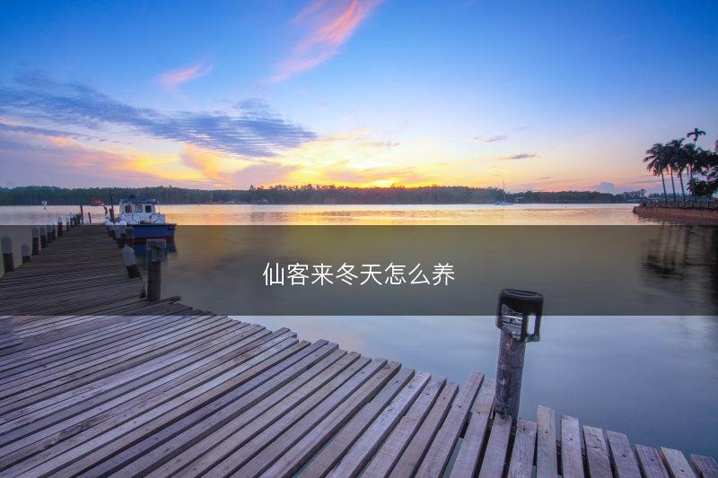 仙客来冬天怎么养(图1) 仙客来冬天怎么养(图1)