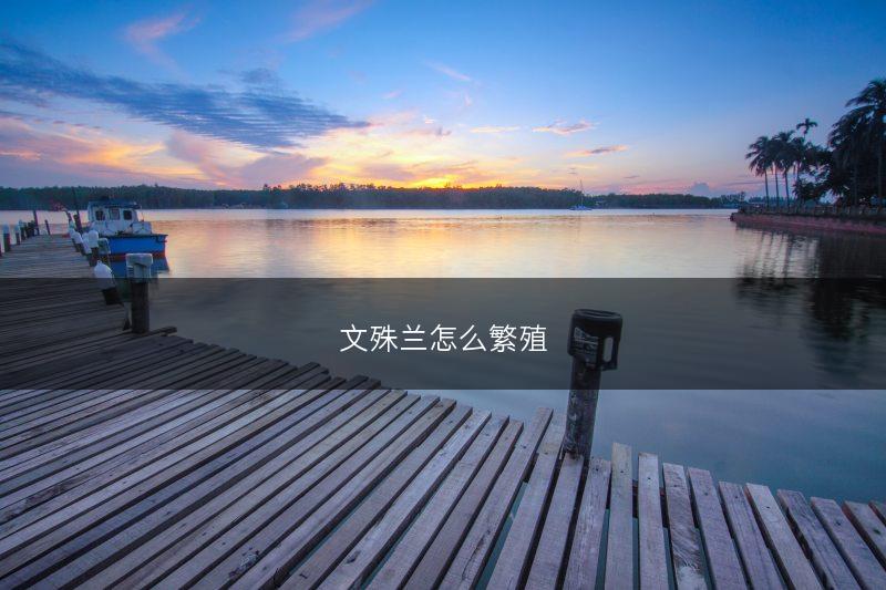 文殊兰怎么繁殖(图1) 文殊兰怎么繁殖(图1)