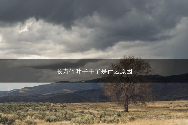 长寿竹叶子干了是什么原因(图1) 长寿竹叶子干了是什么原因(图1)