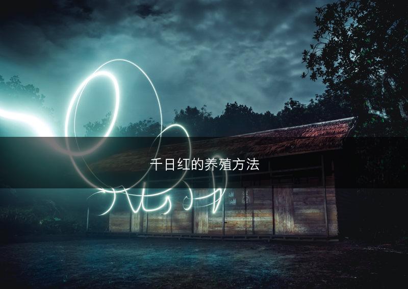 千日红的养殖方法(图1) 千日红的养殖方法(图1)