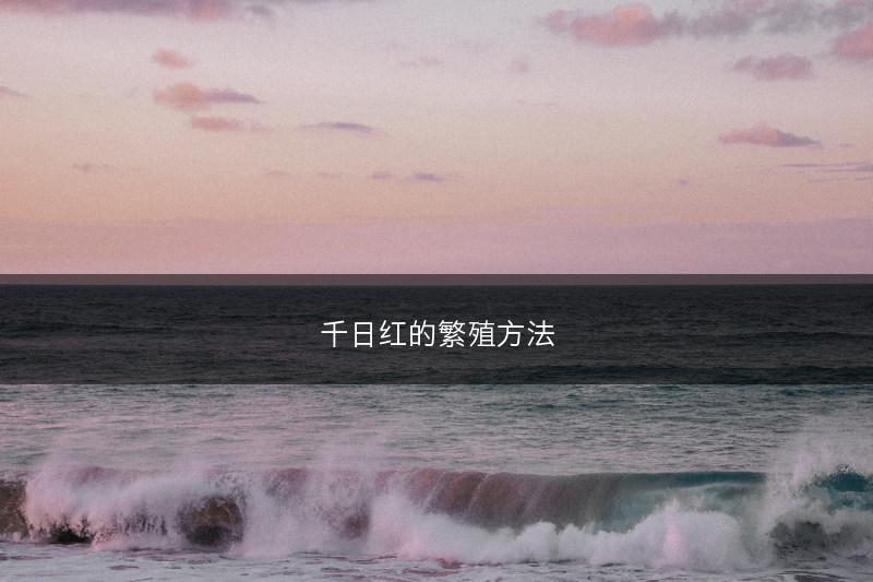 千日红的繁殖方法(图1) 千日红的繁殖方法(图1)