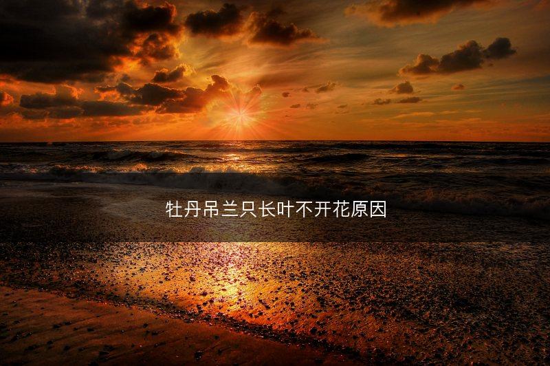 牡丹吊兰只长叶不开花原因(图1) 牡丹吊兰只长叶不开花原因(图1)