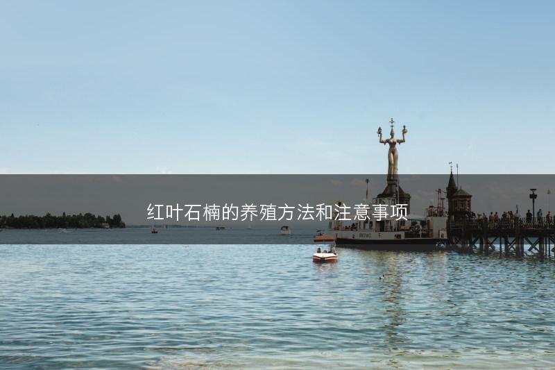 红叶石楠的养殖方法和注意事项(图1) 红叶石楠的养殖方法和注意事项(图1)