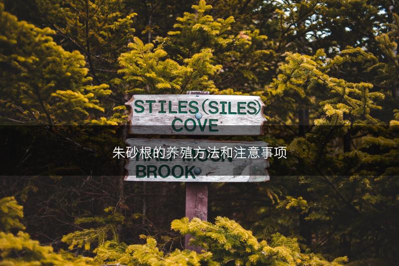 朱砂根的养殖方法和注意事项(图1) 朱砂根的养殖方法和注意事项(图1)