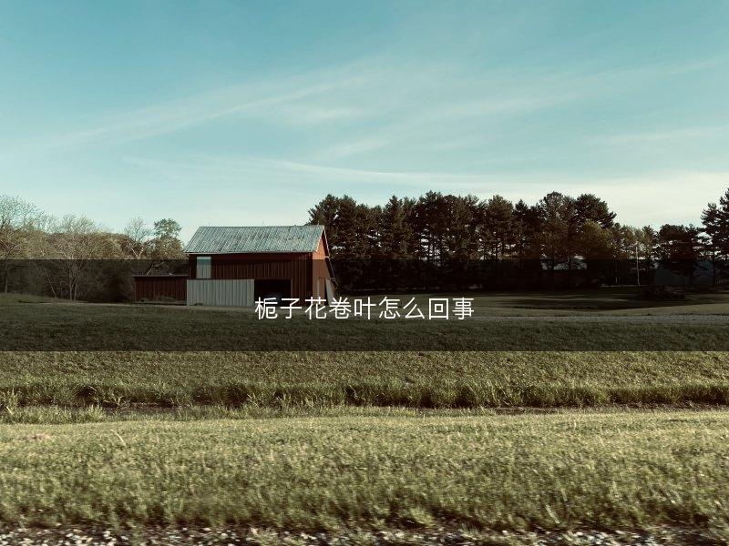 栀子花卷叶怎么回事(图1)