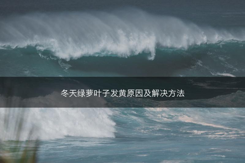 冬天绿萝叶子发黄原因及解决方法(图1)