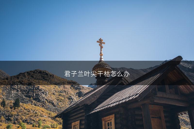 君子兰叶尖干枯怎么办(图1)