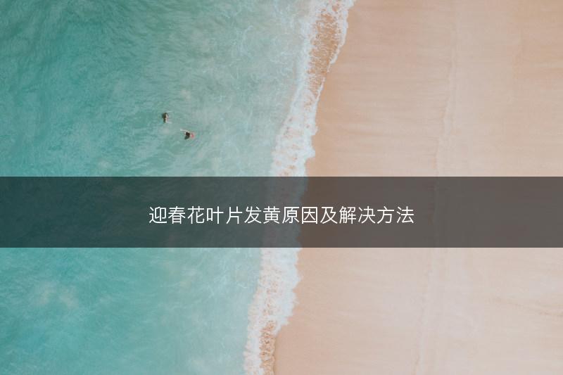迎春花叶片发黄原因及解决方法(图1)