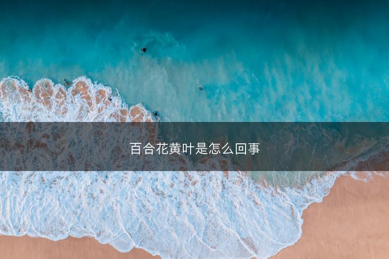 百合花黄叶是怎么回事(图1)