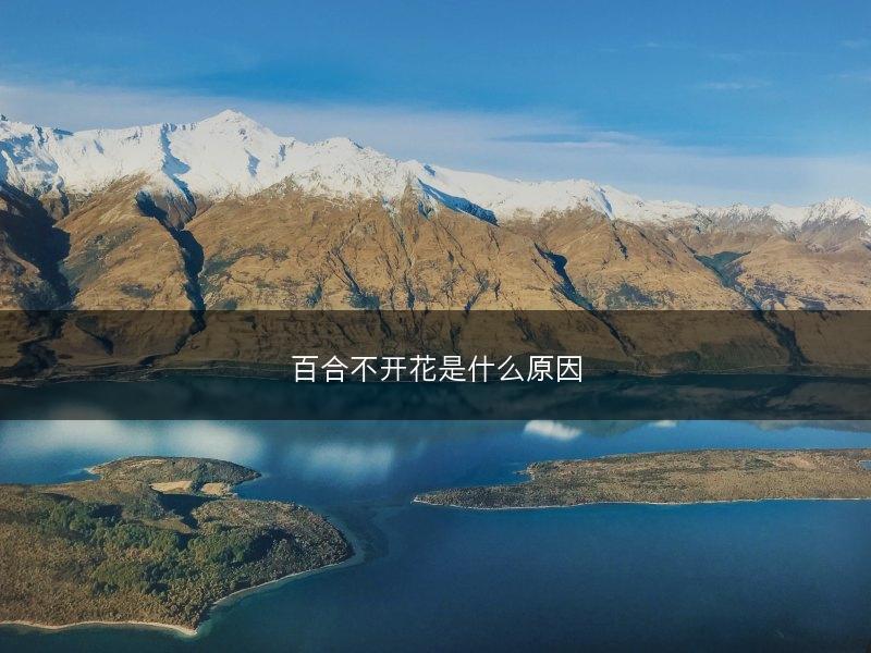 百合不开花是什么原因(图1) 百合不开花是什么原因(图1)