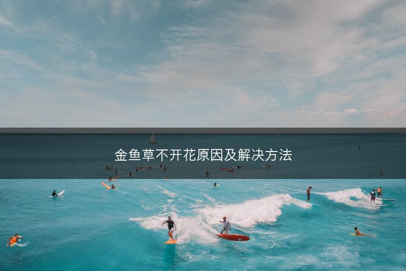 金鱼草不开花原因及解决方法(图1) 金鱼草不开花原因及解决方法(图1)