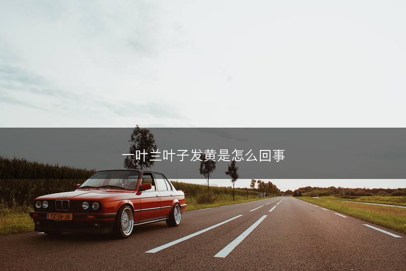 一叶兰叶子发黄是怎么回事(图1)